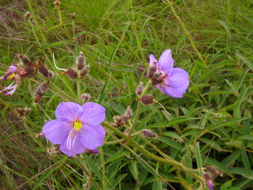 Dissotis grandiflora — photo