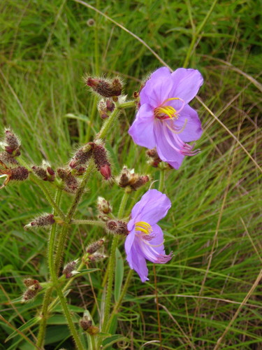 Dissotis grandiflora
