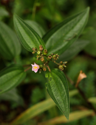 Dissotis hensii — photo