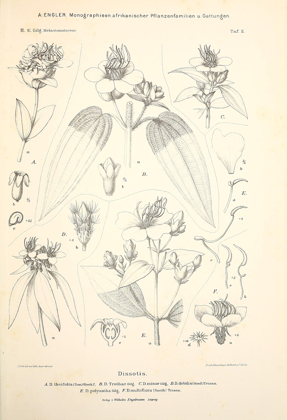 Dissotis multiflora