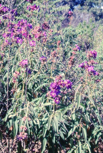 Dissotis princeps