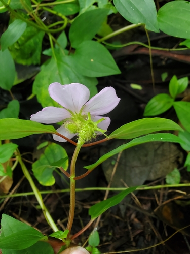Dissotis prostrata — photo