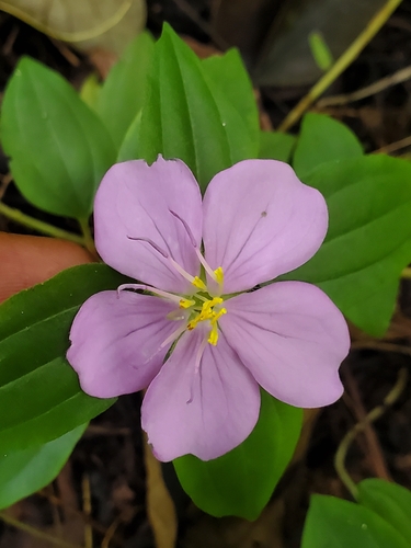 Dissotis prostrata