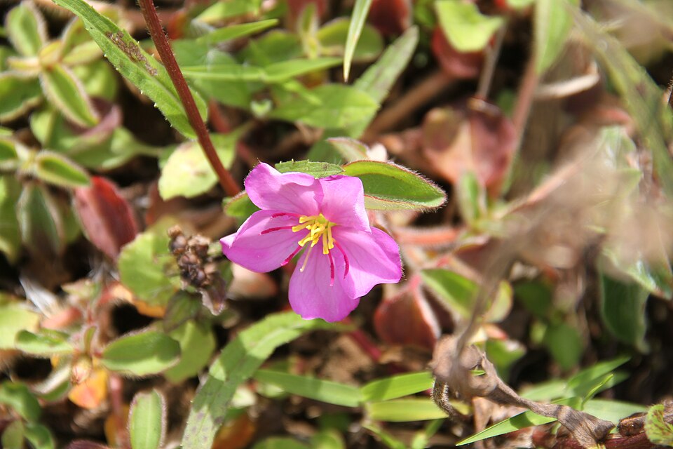 Dissotis sp. — photo