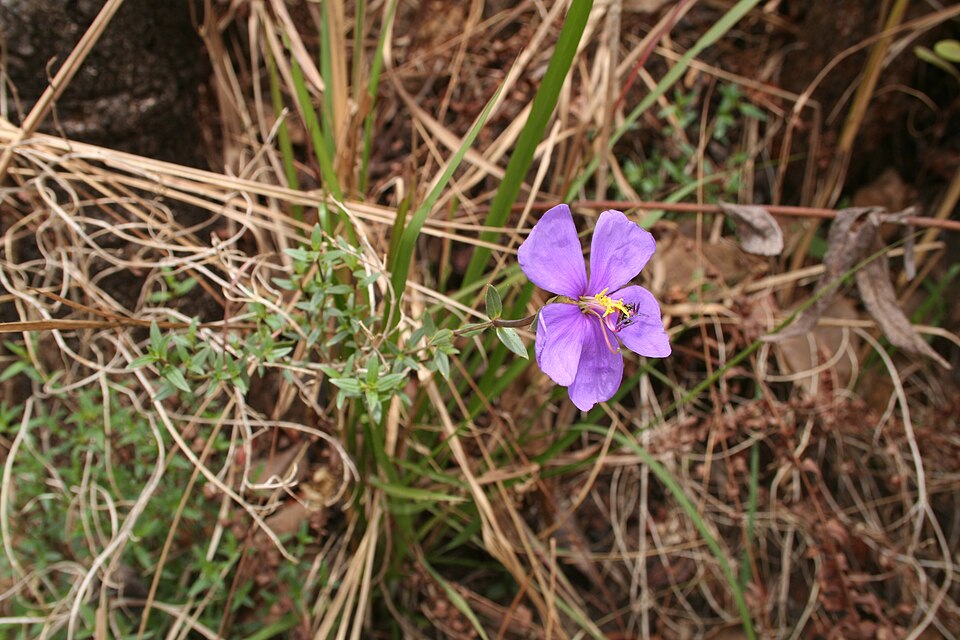 Dissotis sp. — photo