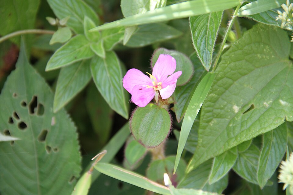 Dissotis sp.