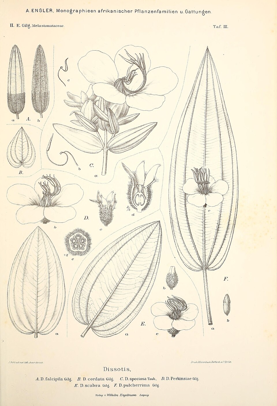 Dissotis speciosa