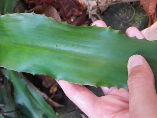 Disteganthus lateralis — photo