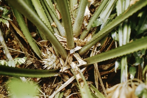 Disteganthus lateralis