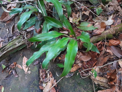 Disteganthus lateralis — photo