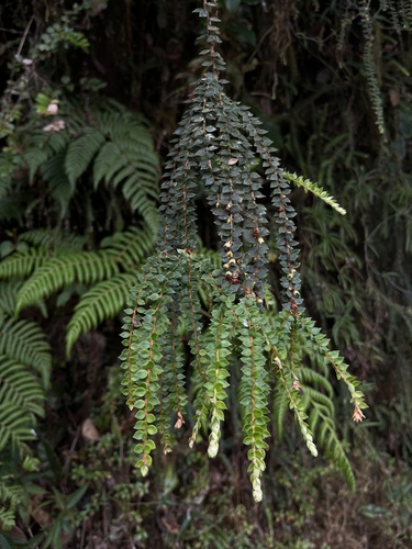 Disterigma acuminatum