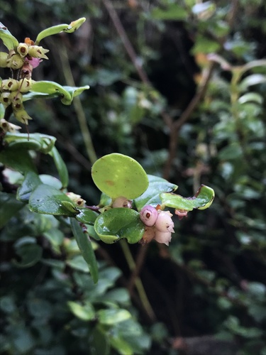 Disterigma alaternoides (Nigua) — photo