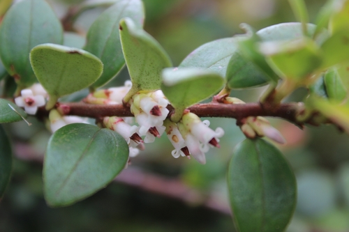 Disterigma alaternoides