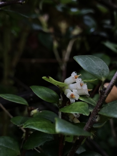 Disterigma alaternoides (Nigua) — photo