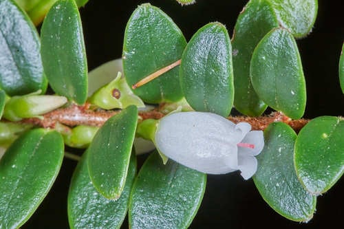 Disterigma humboldtii (Humboldt disterigma) — photo