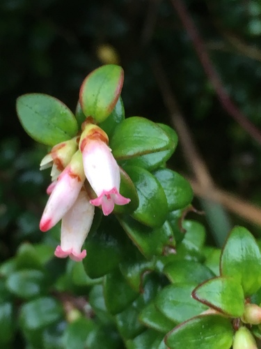 Disterigma humboldtii