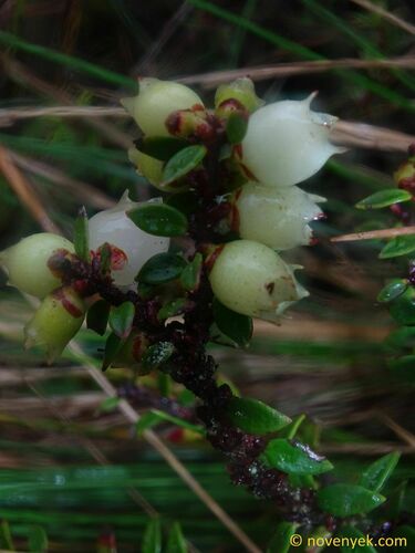 Disterigma microphyllum — photo
