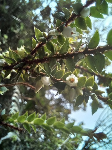 Disterigma microphyllum — photo