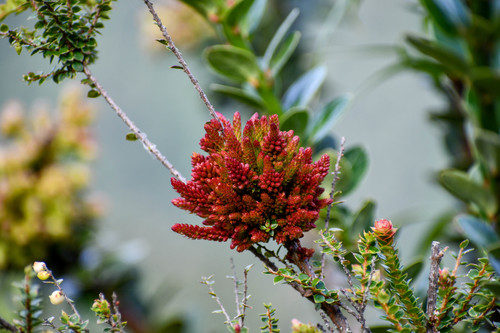 Disterigma microphyllum