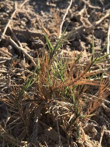 Distichlis palmeri (Palmer saltgrass) — photo