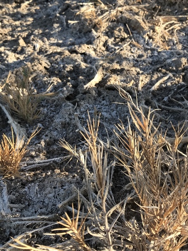 Distichlis palmeri (Palmer saltgrass) — photo
