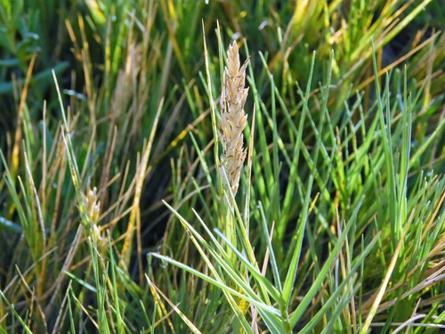 Distichlis spicata (Perennial saltgrass) — photo
