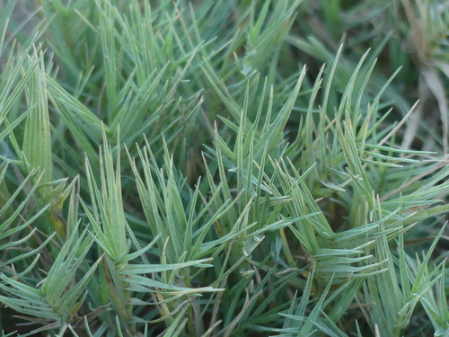 Distichlis spicata (Perennial saltgrass) — photo