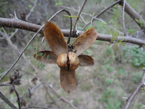 Distimake dissectus (Noon flower) — photo