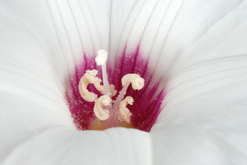 Distimake dissectus (Noon flower) — photo