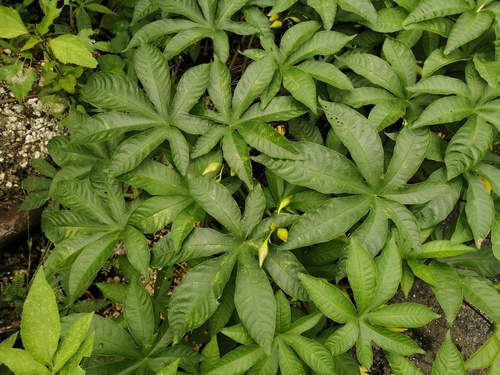 Distimake tuberosus (Spanish woodbine) — photo