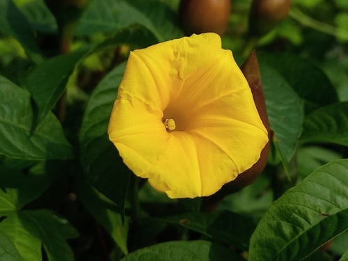 Distimake tuberosus