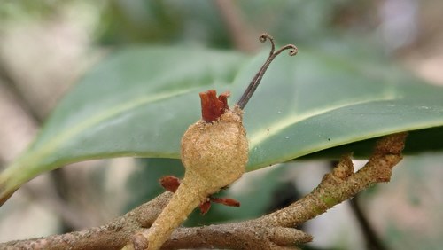 Distyliopsis dunnii