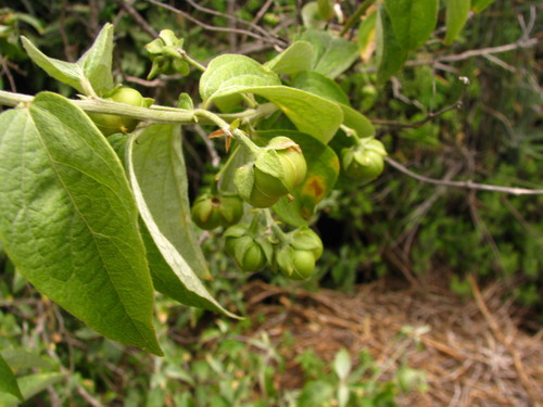 Ditaxis heterantha (Azafran) — photo