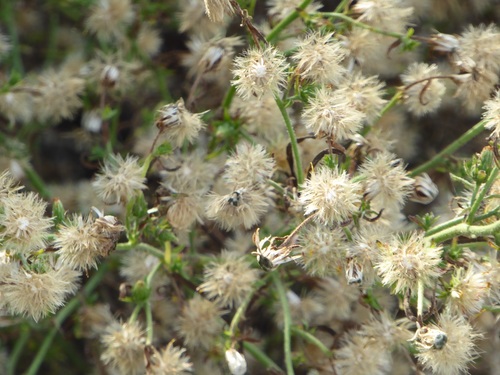Dittrichia graveolens — photo