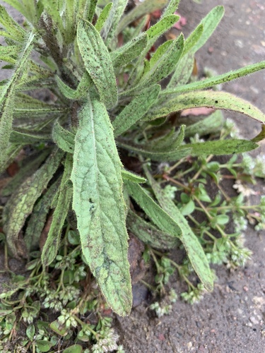 Dittrichia graveolens — photo