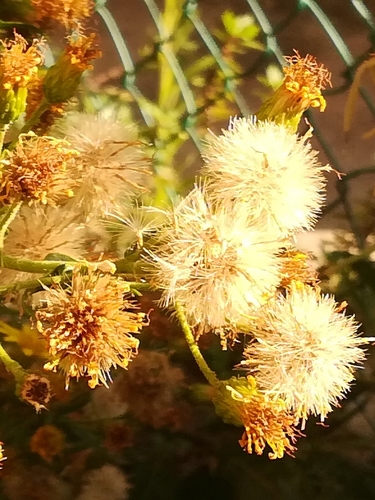 Dittrichia viscosa (Viscous elecampe) — photo