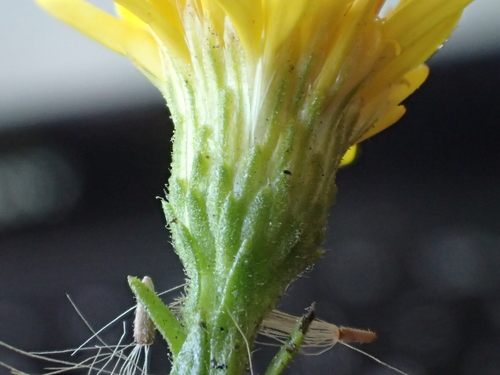 Dittrichia viscosa (Viscous elecampe) — photo