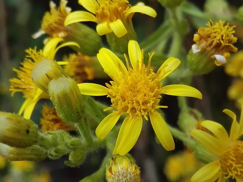 Dittrichia viscosa