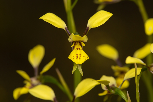 Diuris abbreviata (Lemon doubletail) — photo