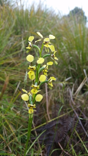 Diuris abbreviata (Lemon doubletail) — photo