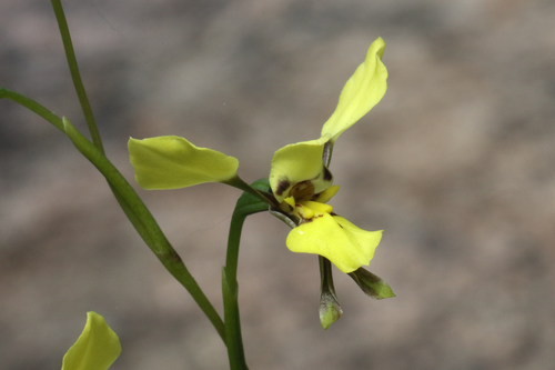 Diuris abbreviata