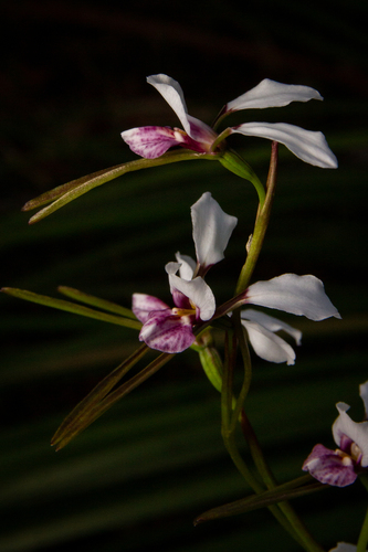 Diuris alba (White double tails) — photo