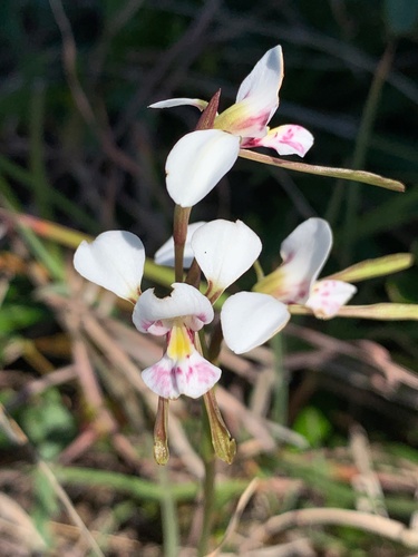 Diuris alba (White double tails) — photo