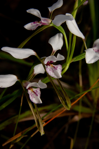 Diuris alba
