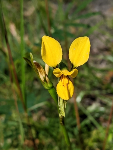 Diuris aurea (Golden donkey orchid) — photo