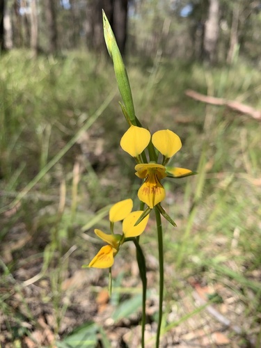 Diuris aurea (Golden donkey orchid) — photo