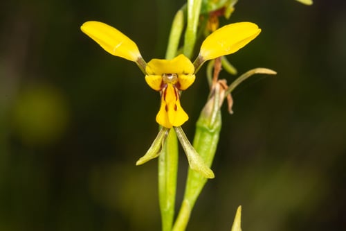Diuris chrysantha (Yellow double tails) — photo