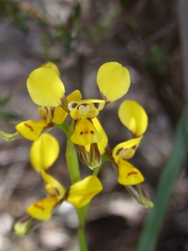 Diuris chrysantha (Yellow double tails) — photo