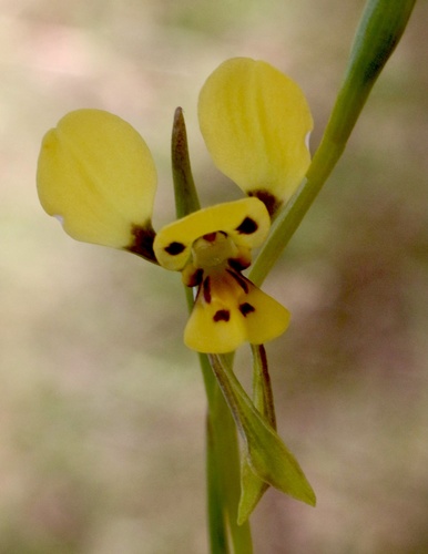 Diuris chrysantha