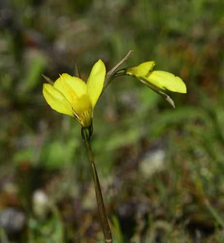 Diuris lanceolata (Snake orchid) — photo